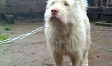 下司犬,下司犬的独特魅力与历史传承